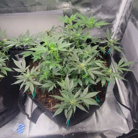 Chocolate mints og auto growlog photo: Lita and lope after and before trim