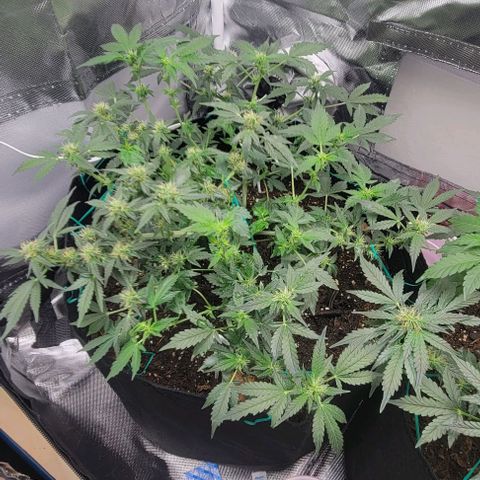 Chocolate mints og auto growlog photo: Lita and lope after and before trim