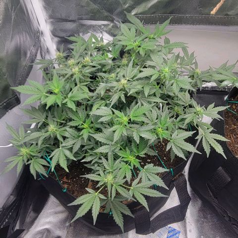 Chocolate mints og auto growlog photo: Lita and lope after and before trim