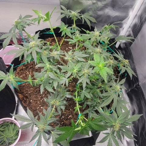 Chocolate mints og auto growlog photo: Lita and lope after and before trim