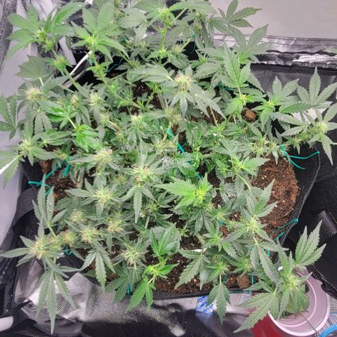 Chocolate mints og auto growlog photo: Lita and lope after and before trim