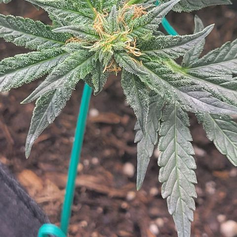 Chocolate mints og auto growlog photo: Lita and lope 