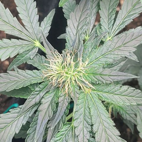 Chocolate mints og auto growlog photo: Lita and lope 