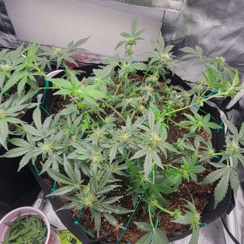 Chocolate mints og auto growlog photo: Lita and lope 