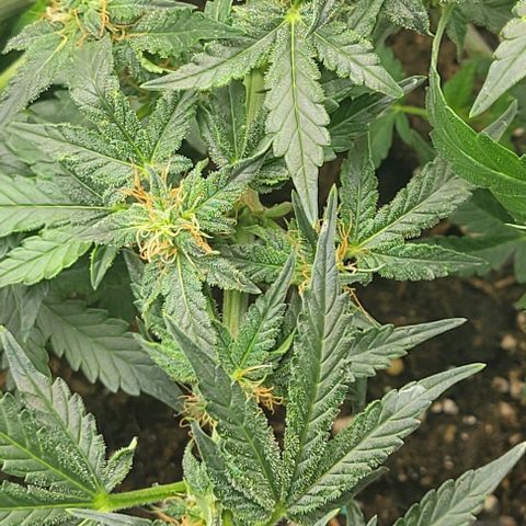 Chocolate mints og auto growlog photo: Lita and lope 
