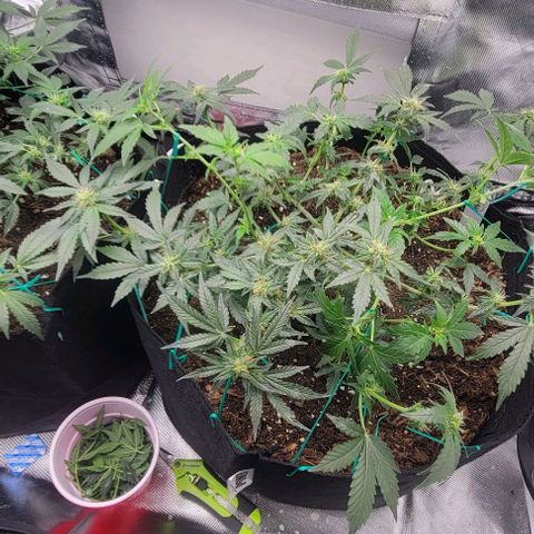 Chocolate mints og auto growlog photo: Lita and lope 