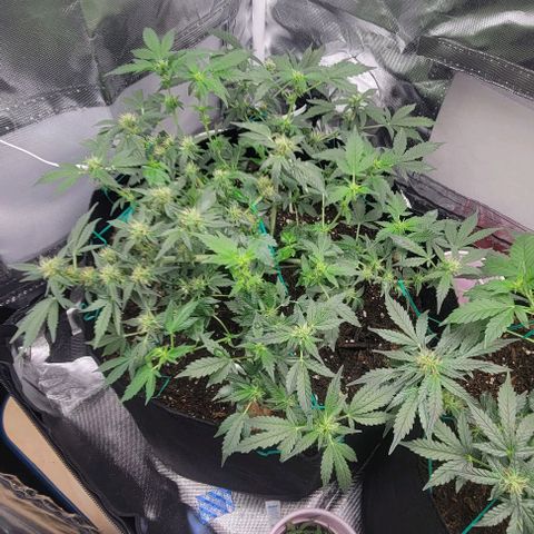 Chocolate mints og auto growlog photo: Lita and lope 