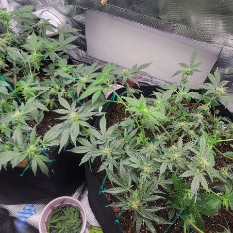 Chocolate mints og auto growlog photo: Lita and lope 