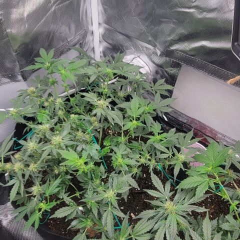 Chocolate mints og auto growlog photo: Lita and lope 