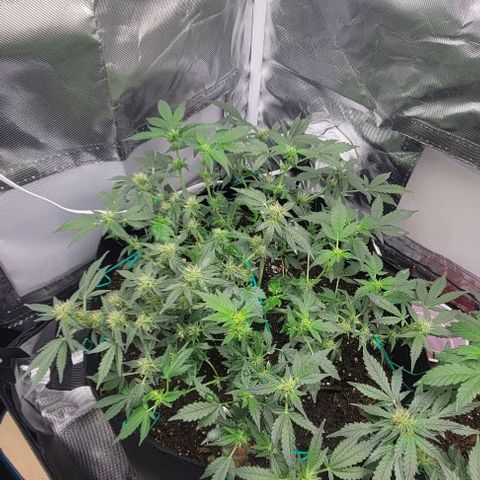 Chocolate mints og auto growlog photo: Lita and lope 