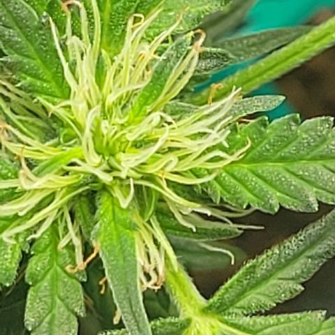 Chocolate mints og auto growlog photo: Lita and lope 