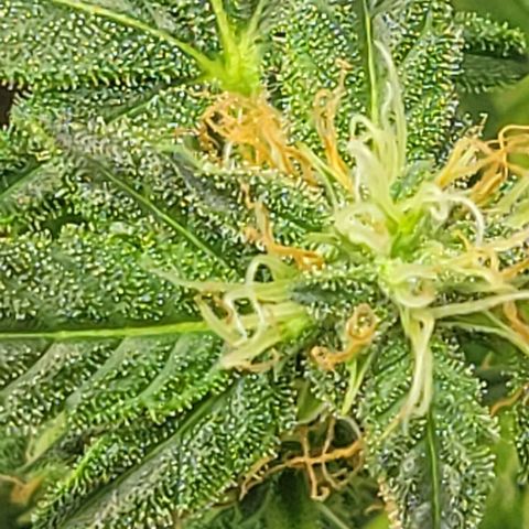 Chocolate mints og auto growlog photo: Lita and lope 