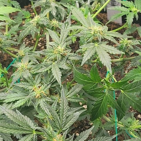 Chocolate mints og auto growlog photo: Lita and lope 