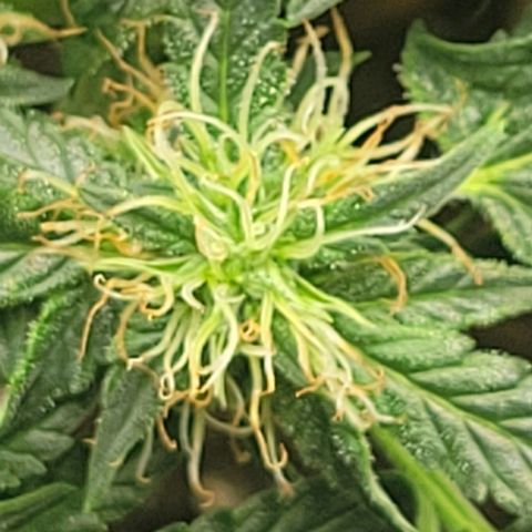 Chocolate mints og auto growlog photo: Lita and lope 