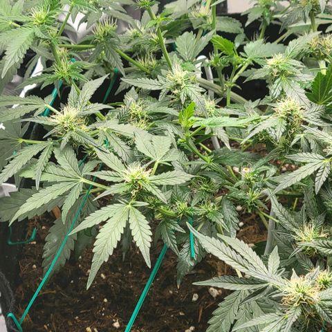 Chocolate mints og auto growlog photo: Lita and lope 