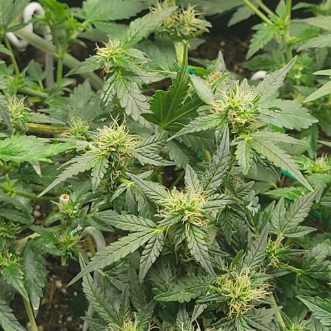 Chocolate mints og auto growlog photo: Lita and lope 