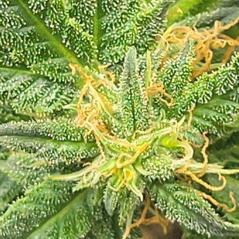 Chocolate mints og auto growlog photo: Lita and lope 