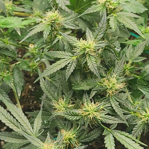 Chocolate mints og auto growlog photo: Lita and lope 