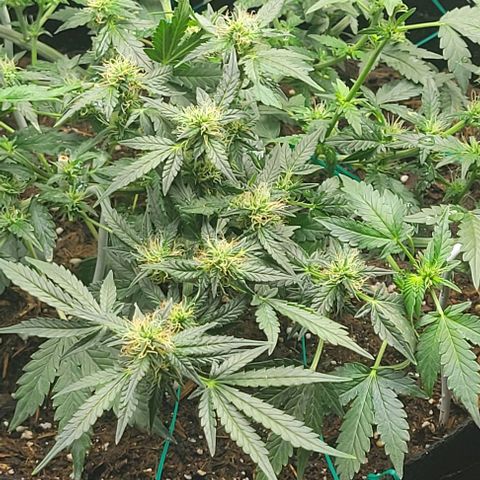 Chocolate mints og auto growlog photo: Lita and lope 
