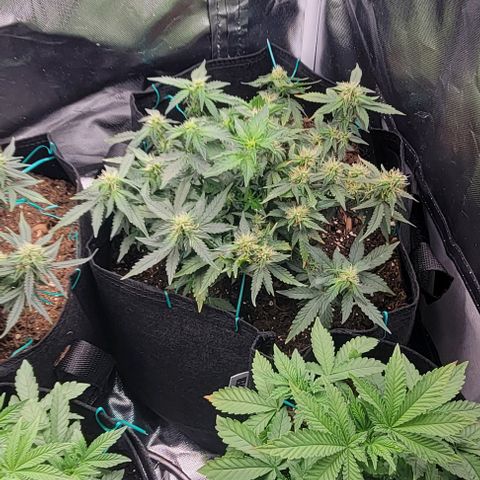 Chocolate mints og auto growlog photo: Choco and Doro lookin frosty 