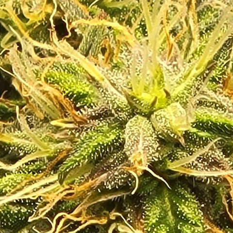 Chocolate mints og auto growlog photo: Choco and Doro lookin frosty 