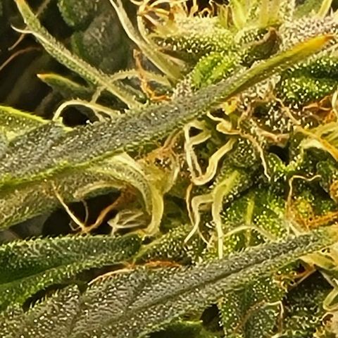 Chocolate mints og auto growlog photo: Choco and Doro lookin frosty 