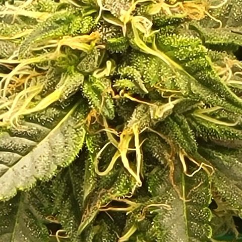 Chocolate mints og auto growlog photo: Choco and Doro lookin frosty 