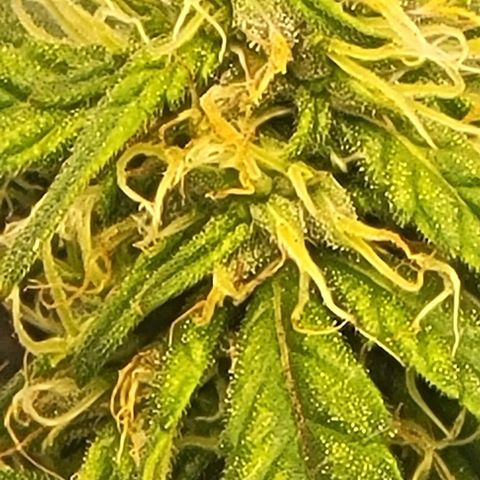 Chocolate mints og auto growlog photo: Choco and Doro lookin frosty 