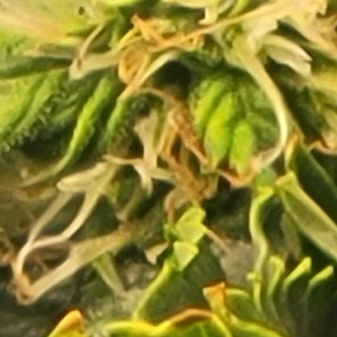 Chocolate mints og auto growlog photo: Choco and Doro lookin frosty 