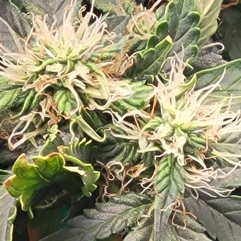 Chocolate mints og auto growlog photo: Choco and Doro lookin frosty 