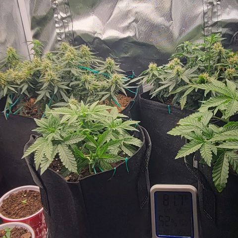 Chocolate mints og auto growlog photo: Choco and Doro lookin frosty 