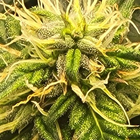 Chocolate mints og auto growlog photo: Choco and Doro lookin frosty 