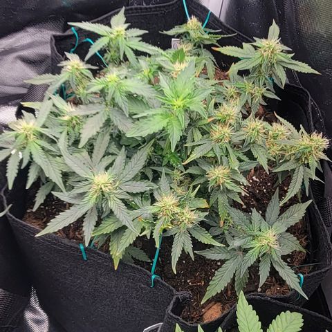 Chocolate mints og auto growlog photo: Choco and Doro lookin frosty 