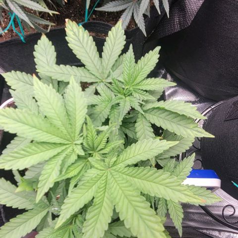 Shango church growlog photo: These girls are bushy lite trim today