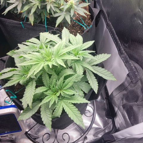 Shango church growlog photo: These girls are bushy lite trim today