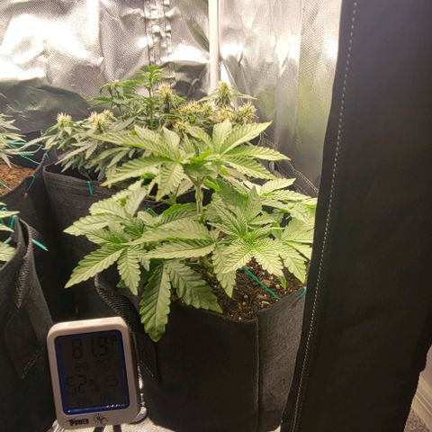 Shango church growlog photo: These girls are bushy lite trim today