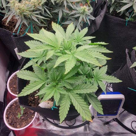 Shango church growlog photo: These girls are bushy lite trim today