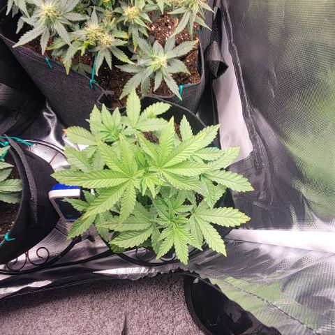 Shango church growlog photo: These girls are bushy lite trim today