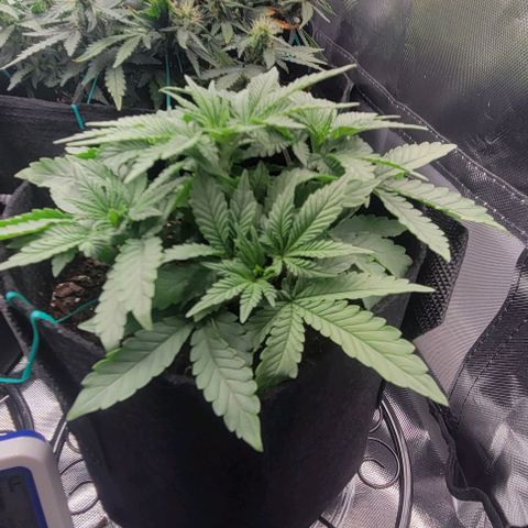 Shango church growlog photo: These girls are bushy lite trim today