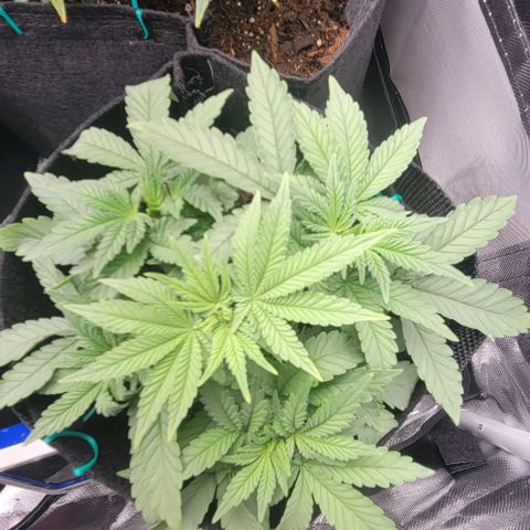 Shango church growlog photo: These girls are bushy lite trim today