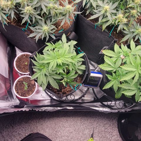 Shango church growlog photo: These girls are bushy lite trim today