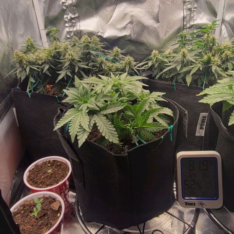 Shango church growlog photo: These girls are bushy lite trim today