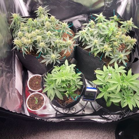 Shango church growlog photo: These girls are bushy lite trim today