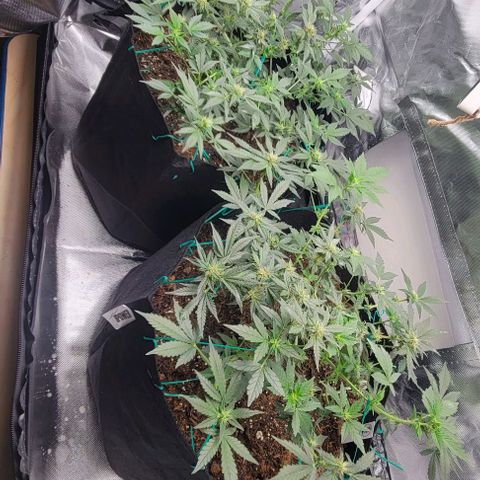 Chocolate mints og auto growlog photo: Lita and lope also got some nuits they may start to bud now lol 😆 