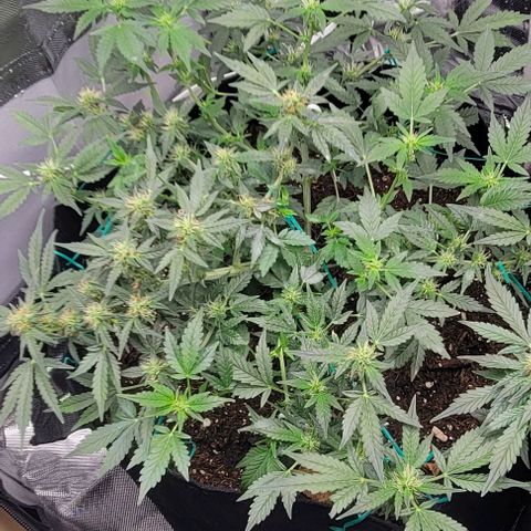Chocolate mints og auto growlog photo: Lita and lope also got some nuits they may start to bud now lol 😆 