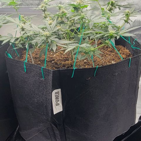 Chocolate mints og auto growlog photo: Lita and lope also got some nuits they may start to bud now lol 😆 