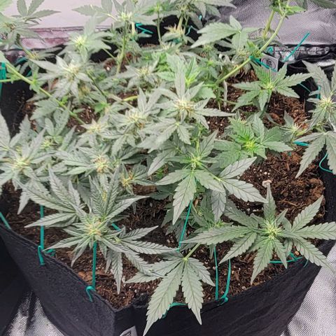 Chocolate mints og auto growlog photo: Lita and lope also got some nuits they may start to bud now lol 😆 