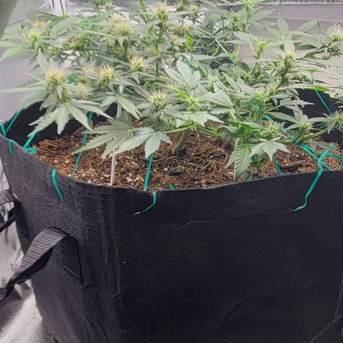 Chocolate mints og auto growlog photo: Lita and lope also got some nuits they may start to bud now lol 😆 