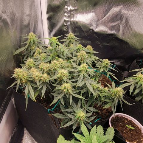 Chocolate mints og auto growlog photo: Choco and Doro really filling up showing growth in the caylix area 