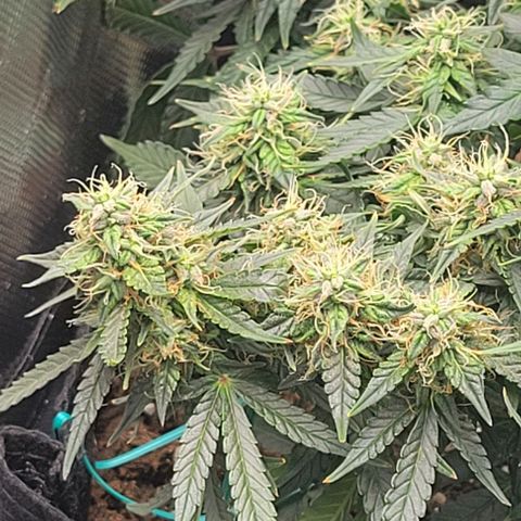 Chocolate mints og auto growlog photo: Choco and Doro really filling up showing growth in the caylix area 